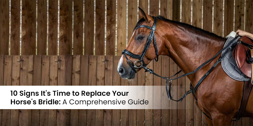 10 Signs It's Time to Replace Your Horse's Bridle